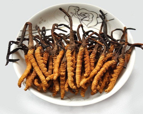 đông trùng hạ thảo